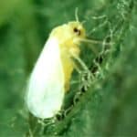 aleurodide o mosca bianca