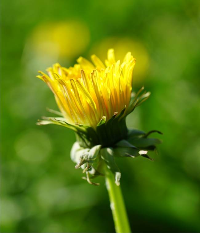 bocciolo giallo