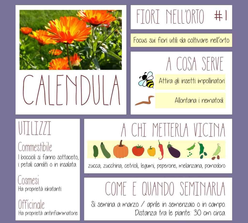 calendula