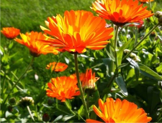 fiore della calendula