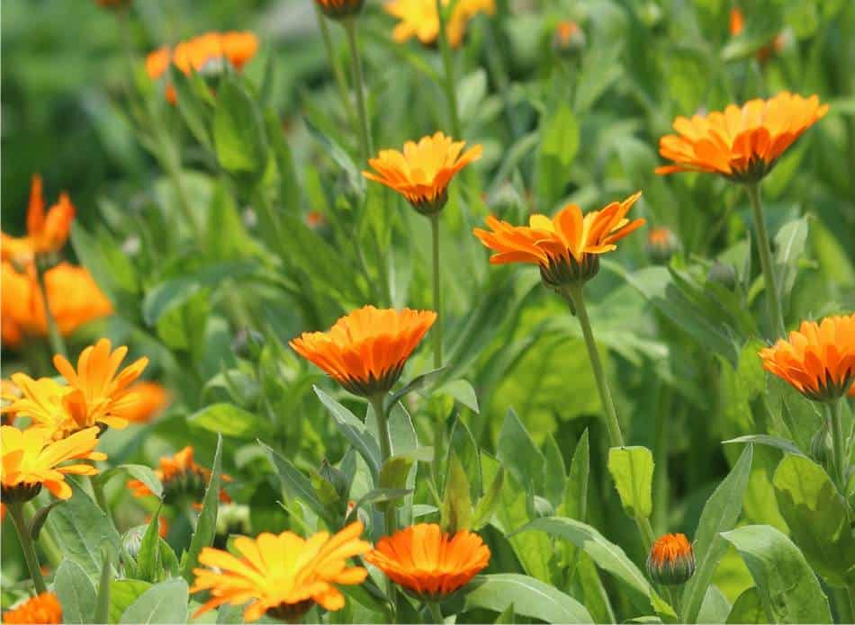 fiori di calendula