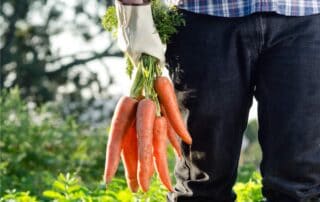 carote coltivate