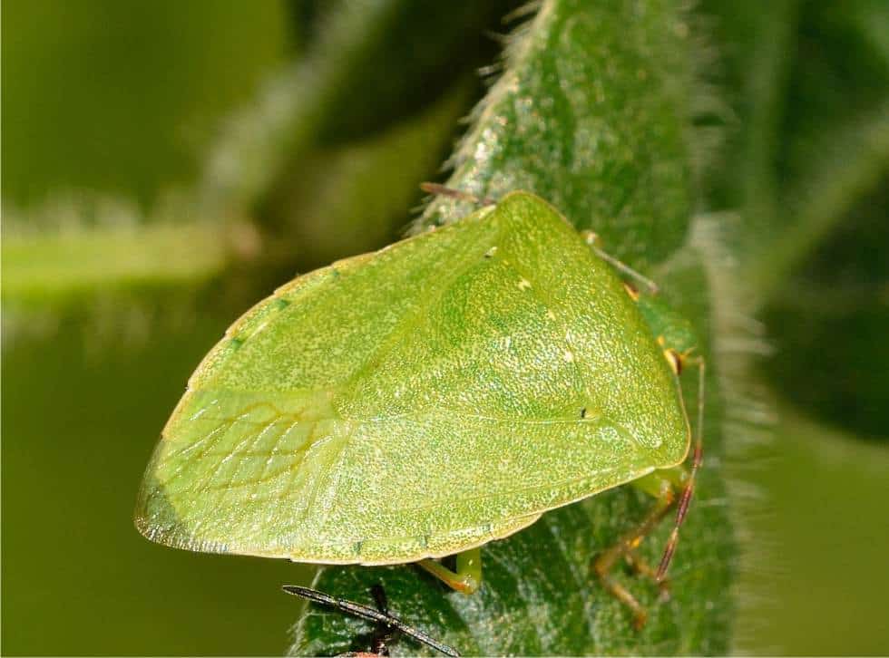 Cimici Difendere Orto E Frutteto Da Cimice Asiatica E Verde