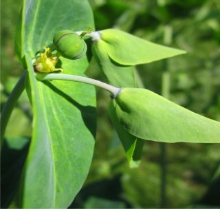 euforbia catapuzia, la pianta anti talpa
