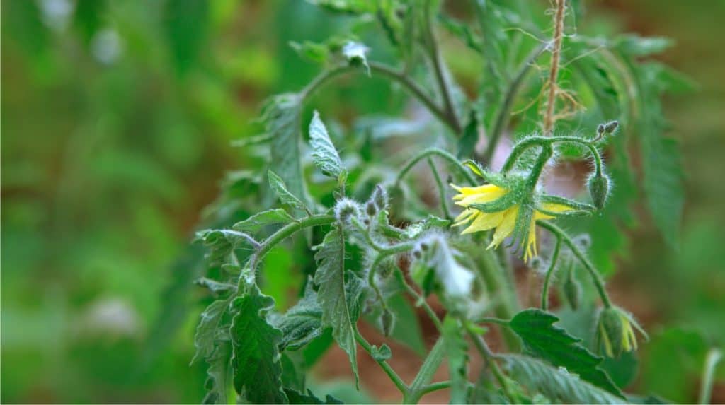 fiore del pomodoro