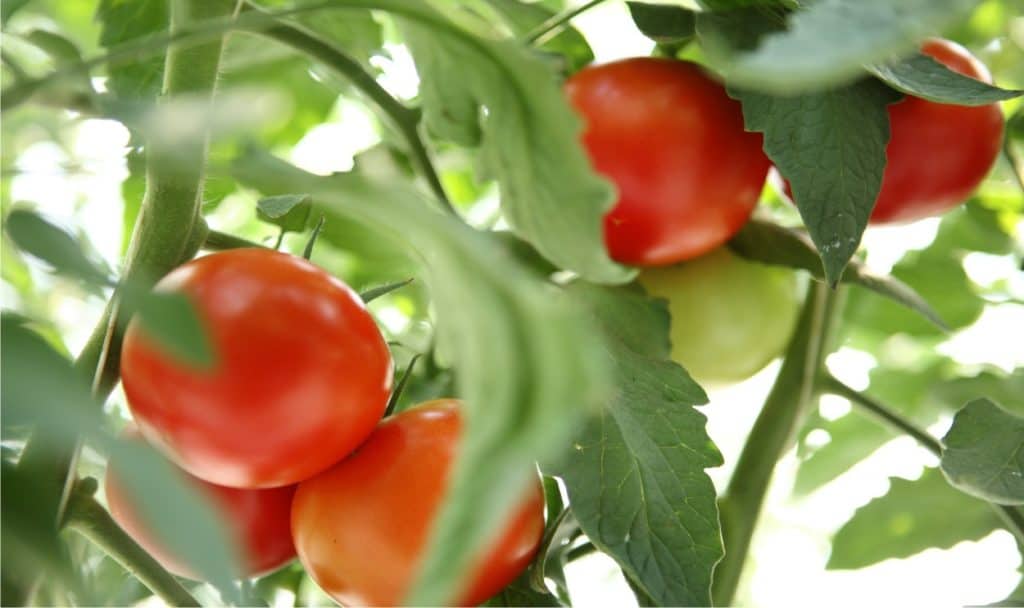 varietà di pomodoro