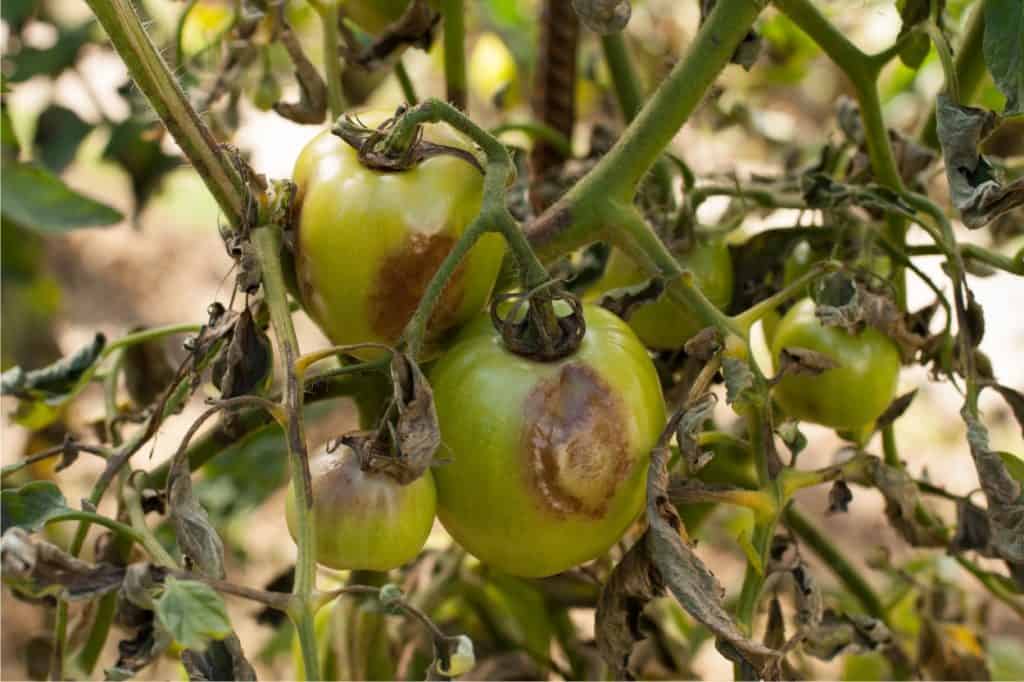 malattie del pomodoro