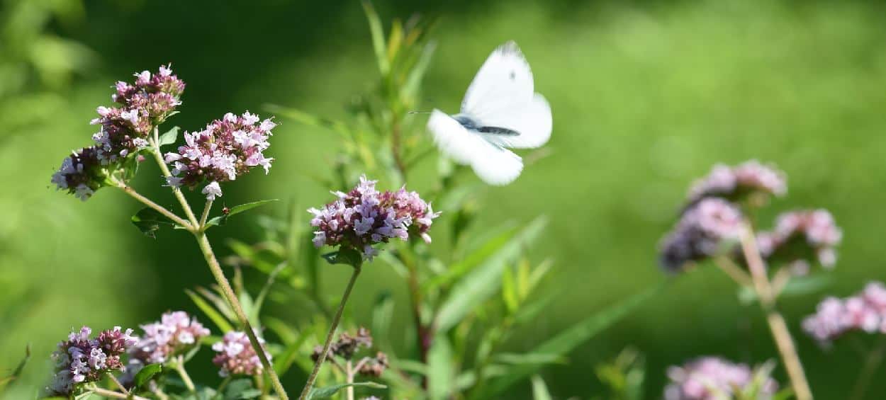 fiori di origano selvatico