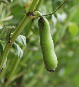 una pianta di fave