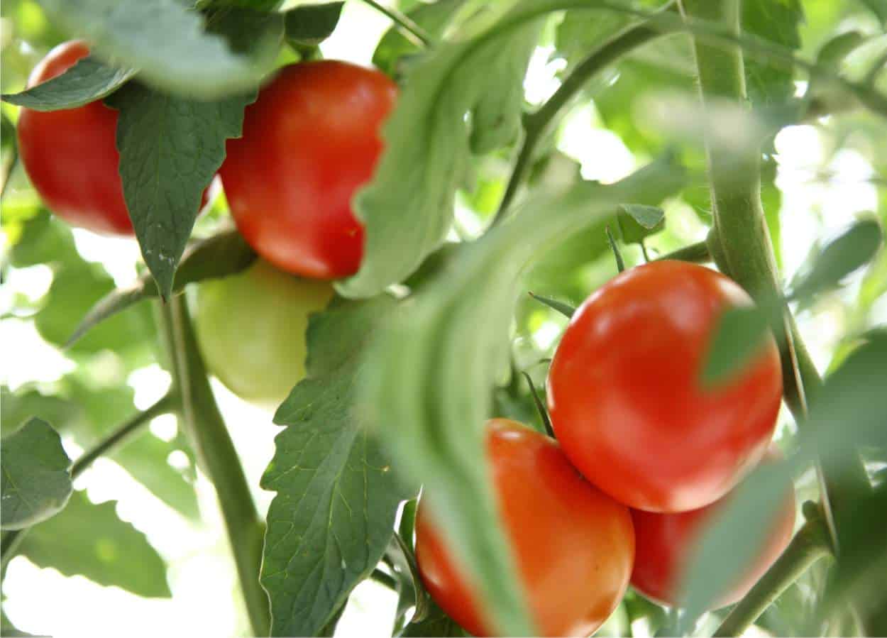 Come Si Coltiva Il Pomodoro Orto Da Coltivare