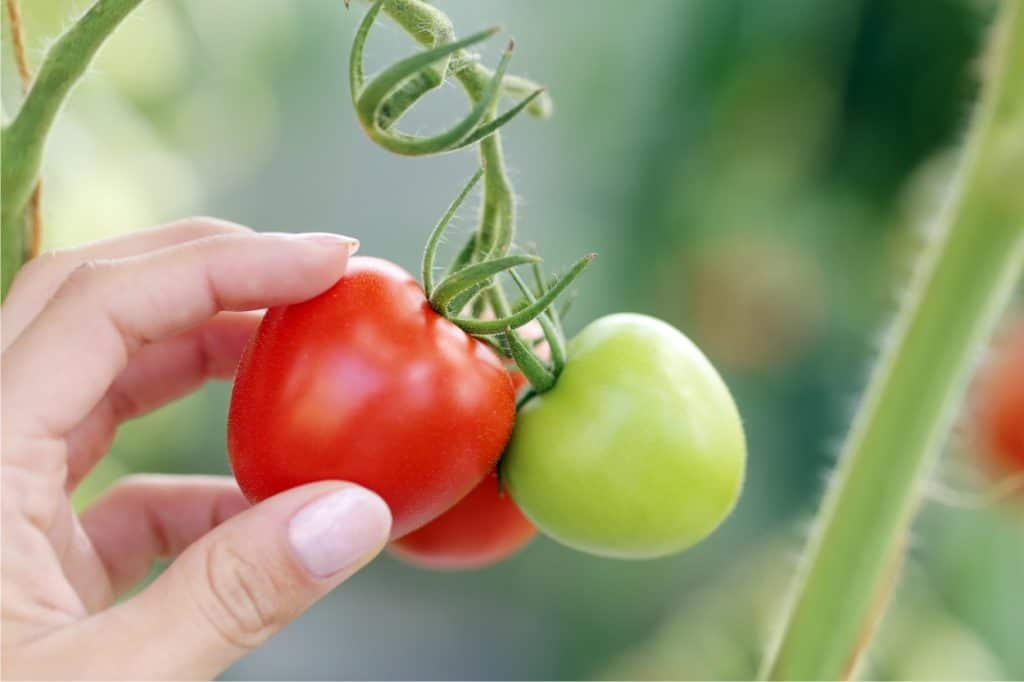 raccolto di pomodoro