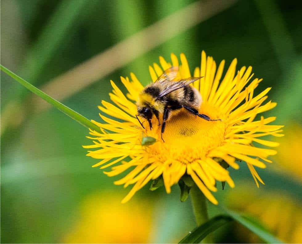 fiore di tarassaco con ape