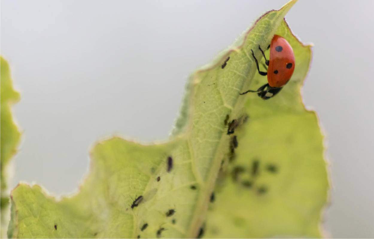 afidi e coccinelle