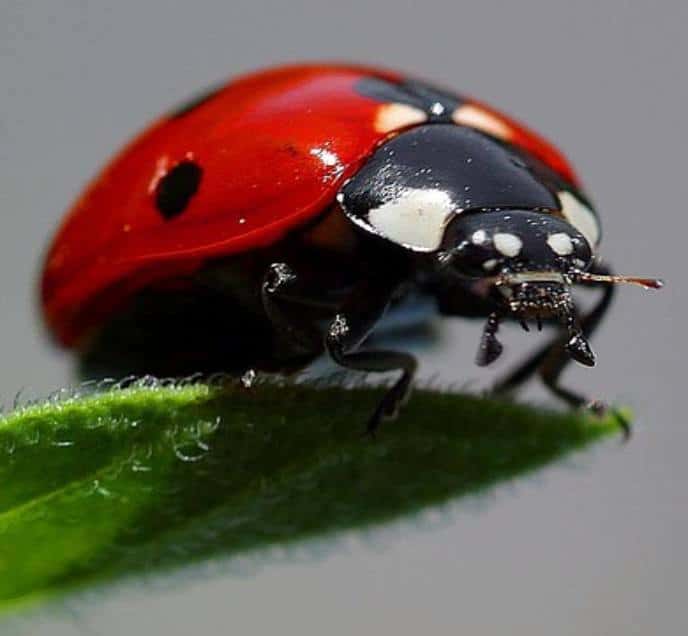 le coccinelle nell'orto