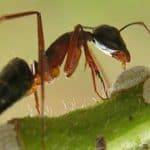 una formica