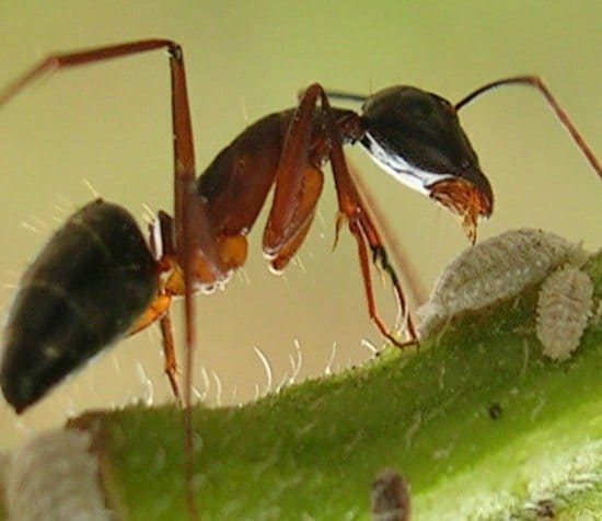 Formiche Nell Orto Biologico Come Allontanarle