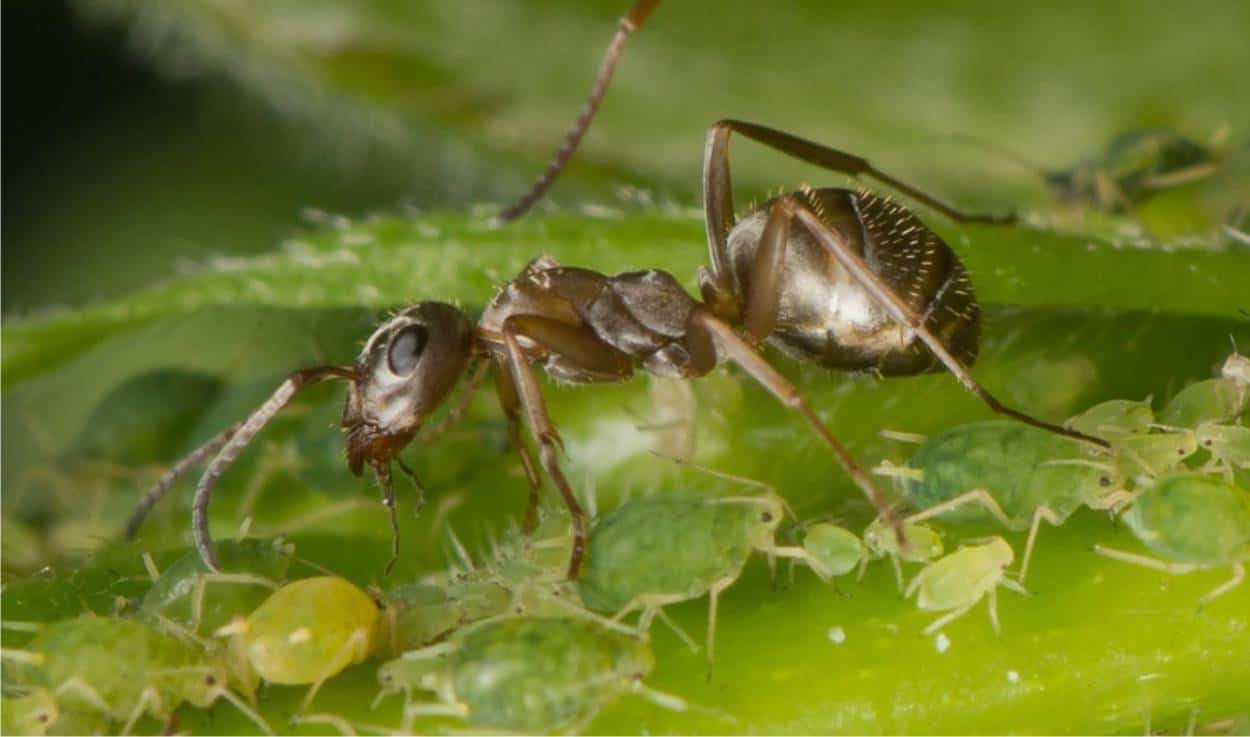 afidi e formiche