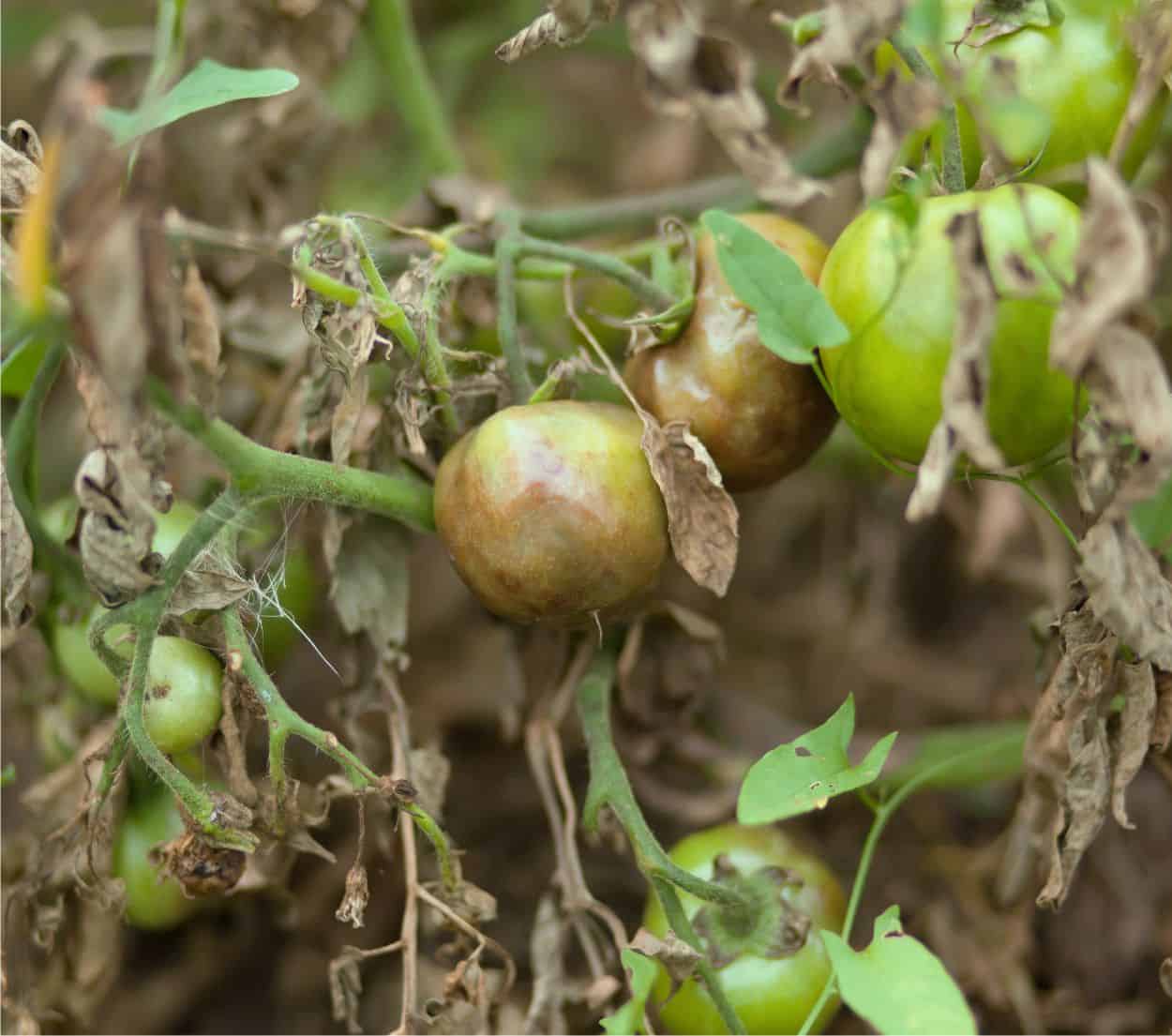 peronospora del pomodoro