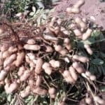Come si coltivano le arachidi
