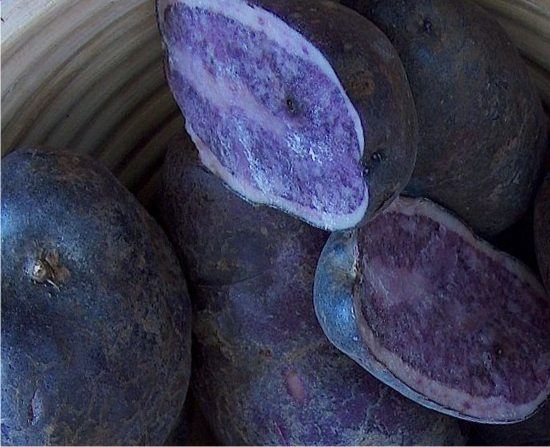 Patate viola e patate blu: coltivazione e varietà