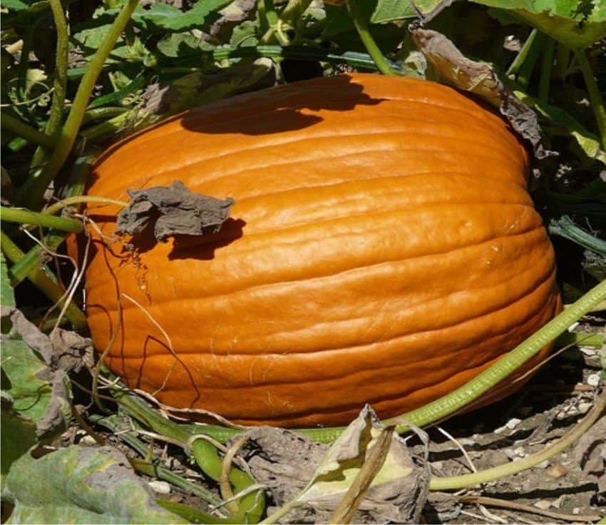 una zucca enorme di colore arancione