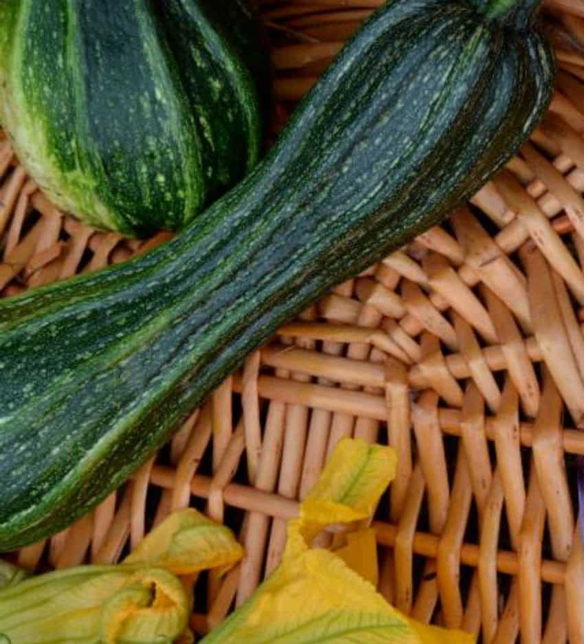 lo zucchino