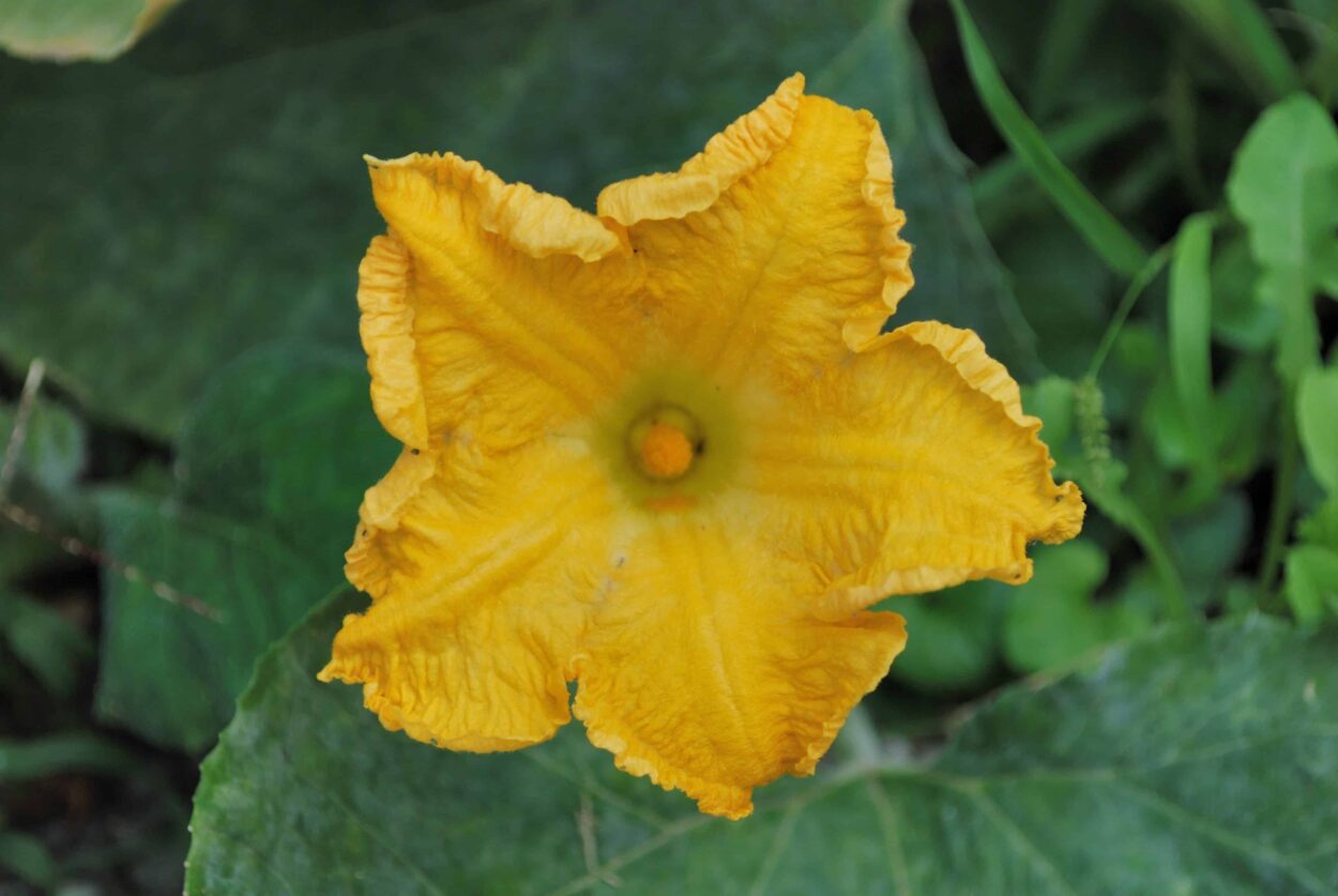 fiore di zucca