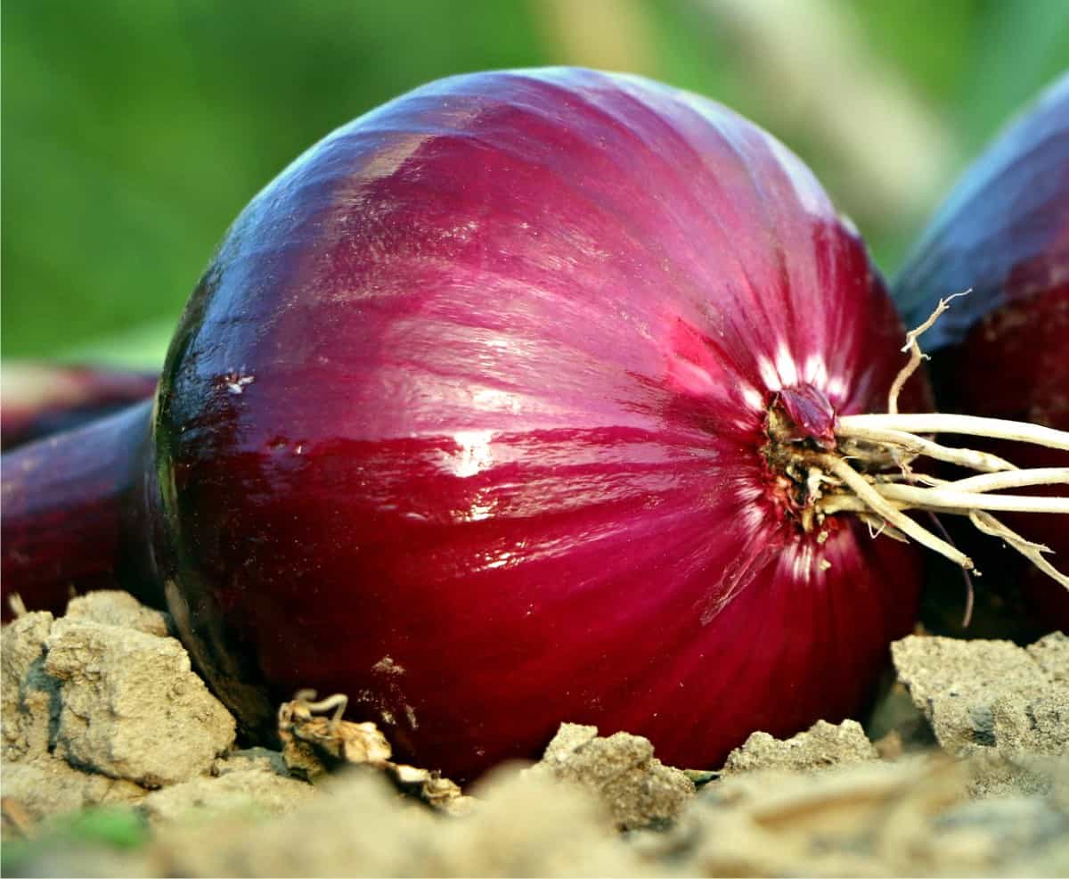 cipolla rossa di tropea