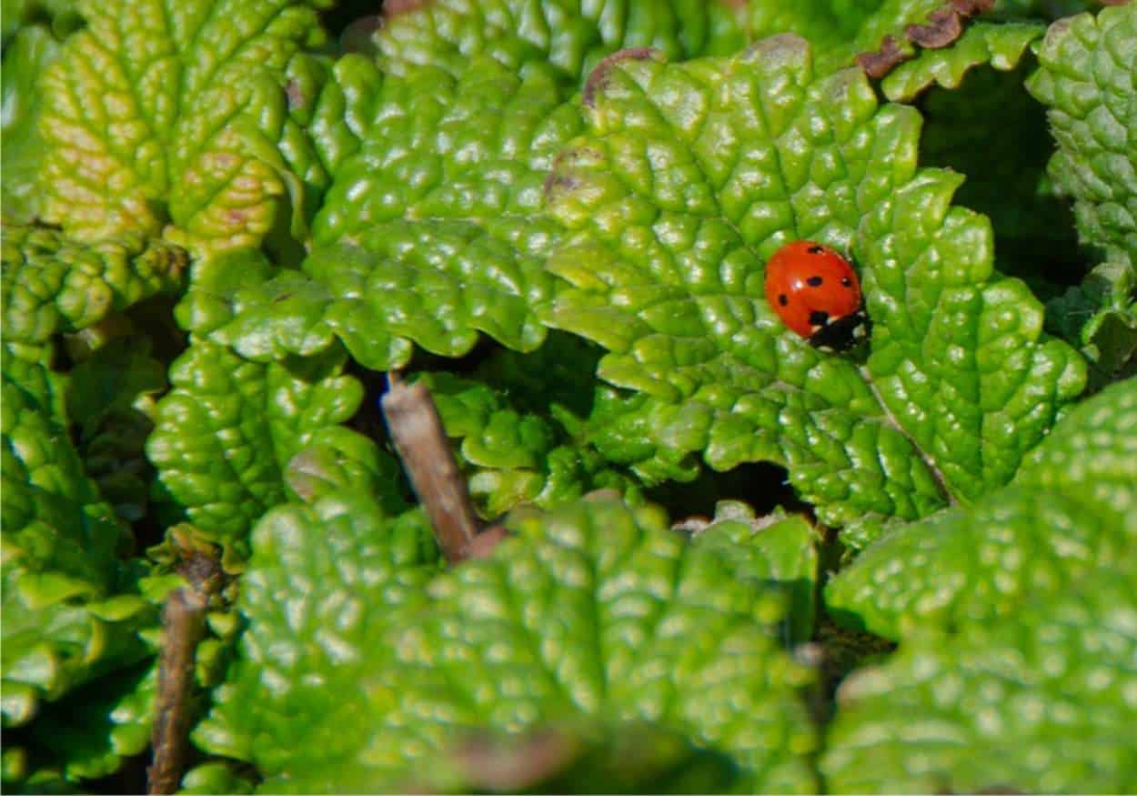 coccinella su pianta di melissa