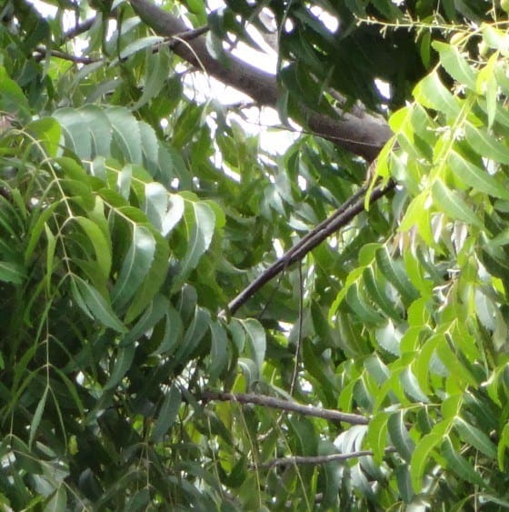 pianta di neem