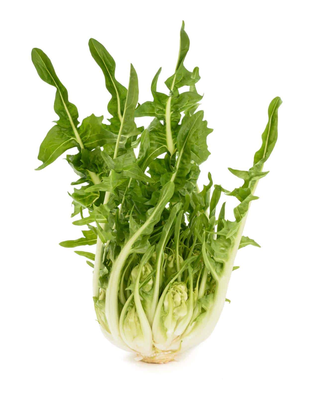 puntarelle cespo