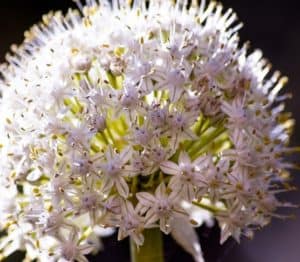 fiore di cipolla