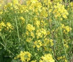 le cime di rapa in campo