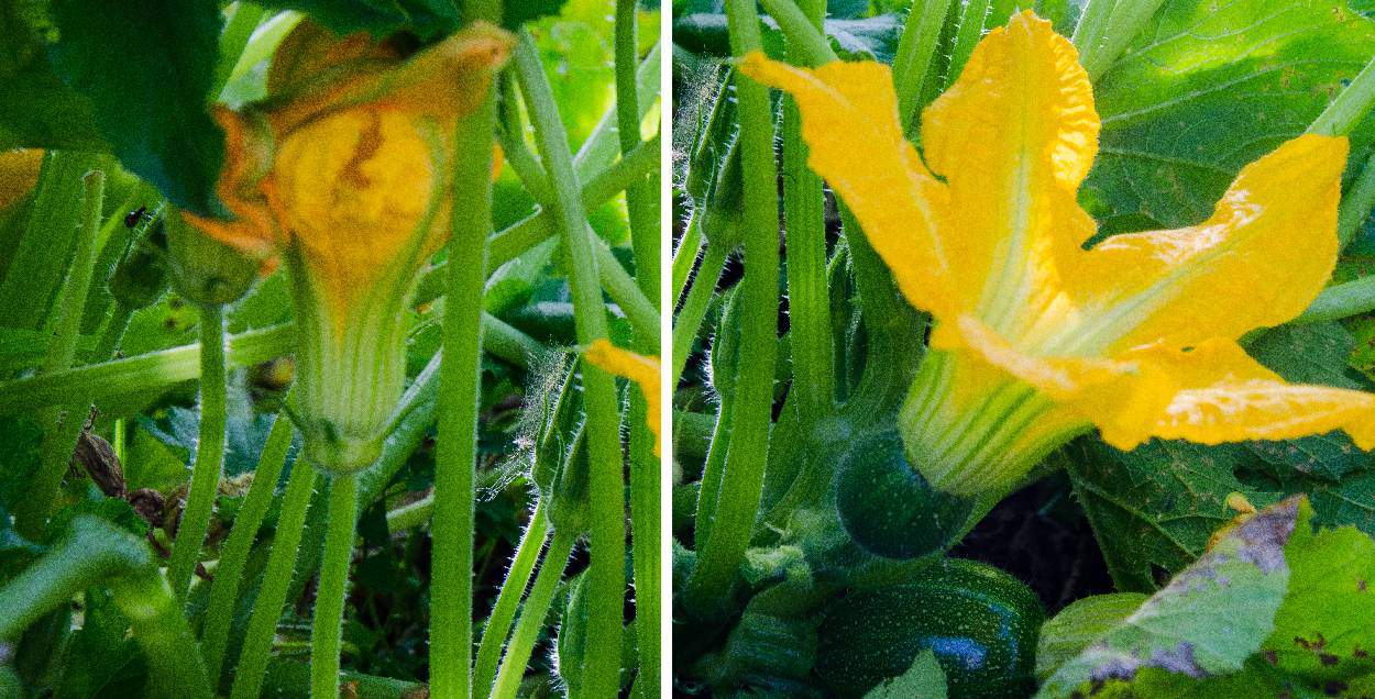 fiori di zucca maschio e femmina