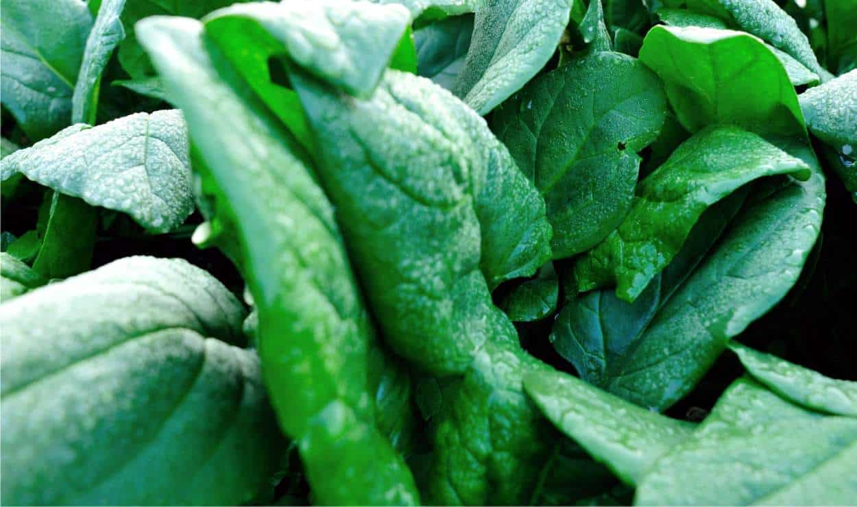 foglie spinaci