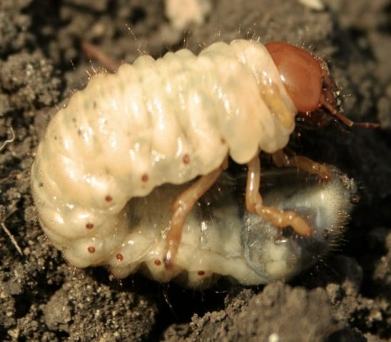 larva di maggiolino