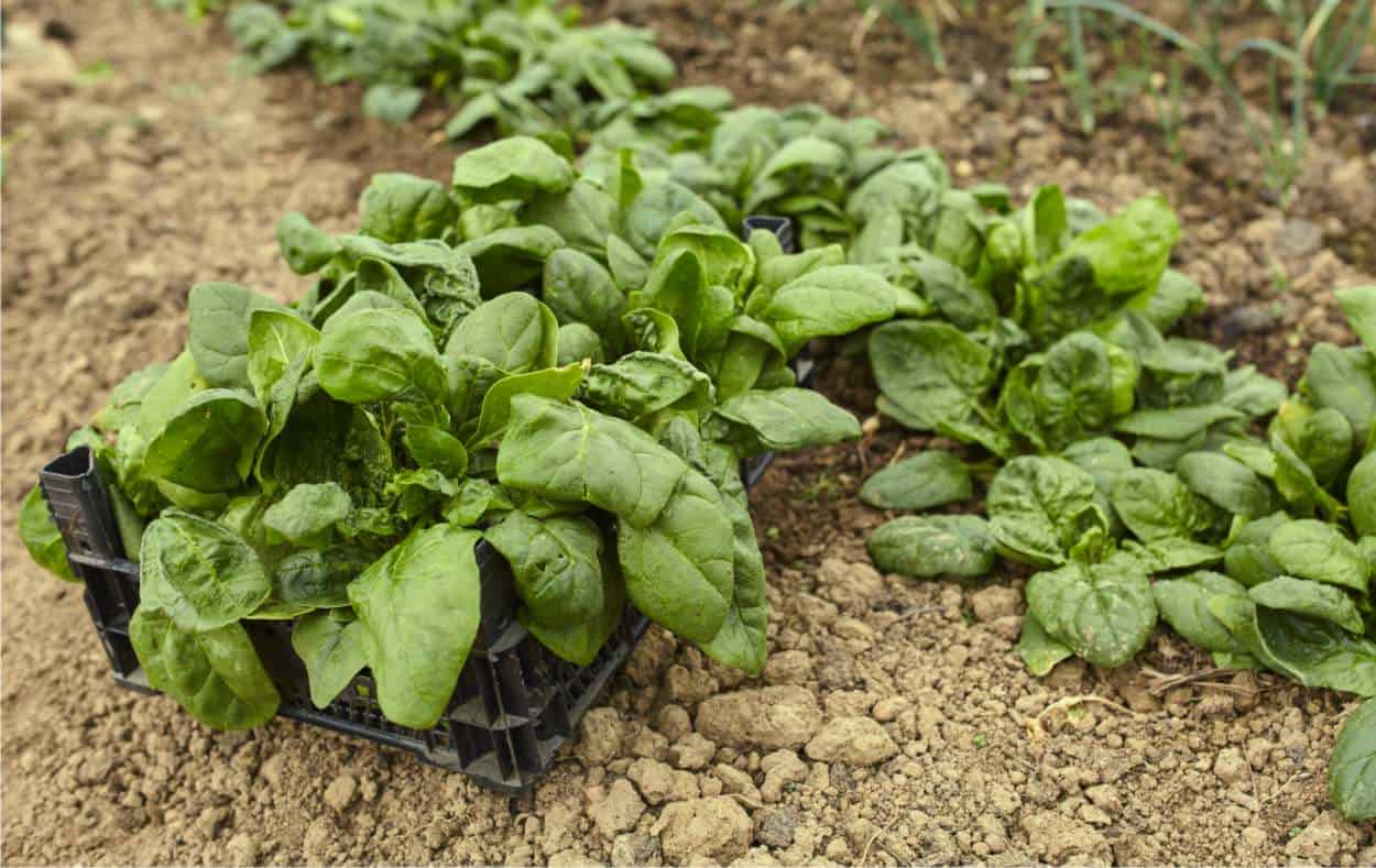 Spinaci Guida Alla Coltivazione Biologica