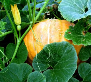 zucca matura nell'orto