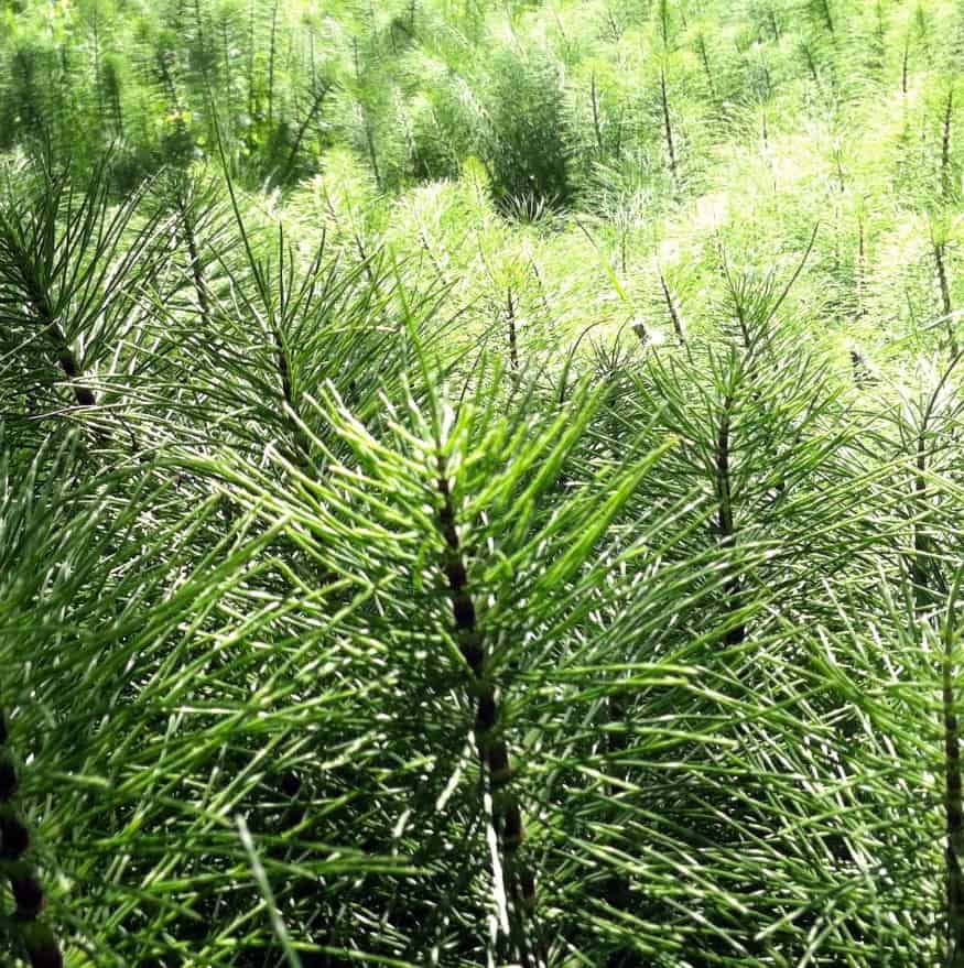 fusto verde di equiseto