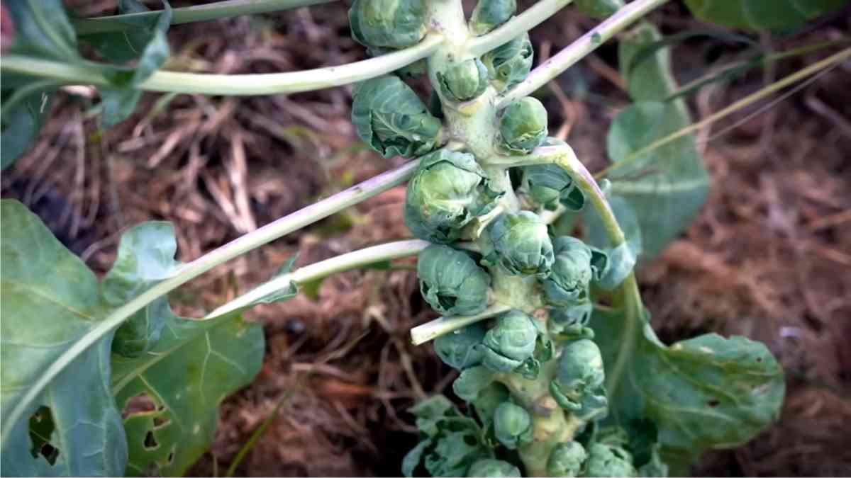 cavolini di bruxelles