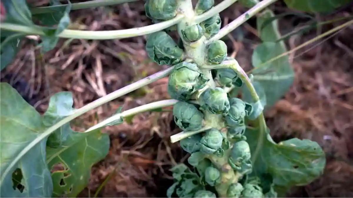 cavolini di bruxelles