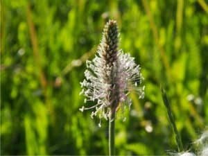 riconoscere la spiga di piantaggine