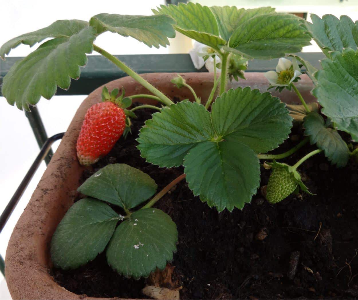 fragole sul balcone