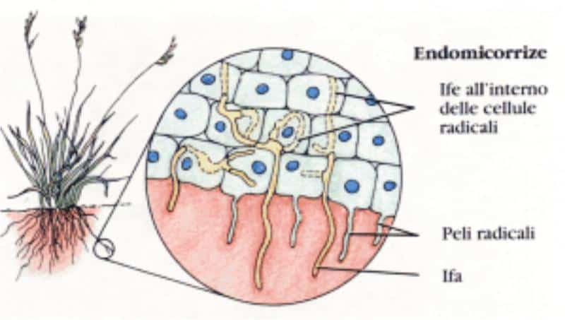 micorrize