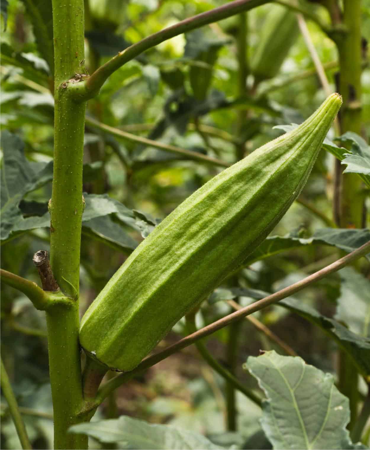 come si coltiva l'okra