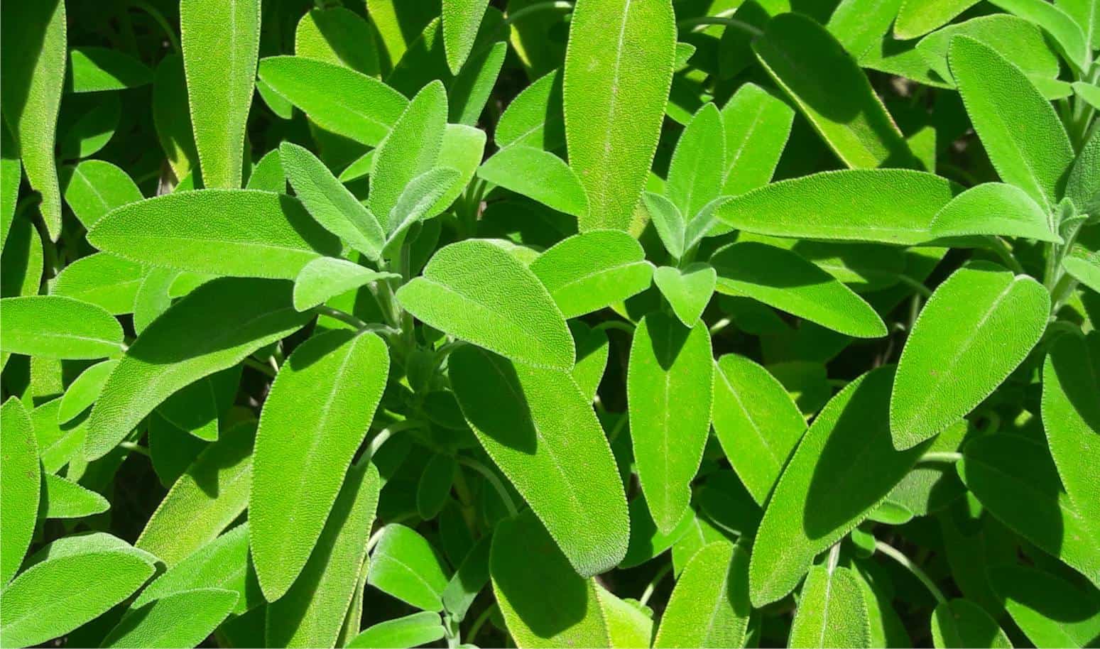 piante di salvia officinalis