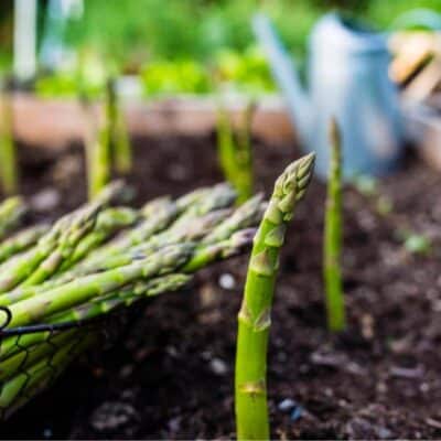 Come coltivare gli asparagi