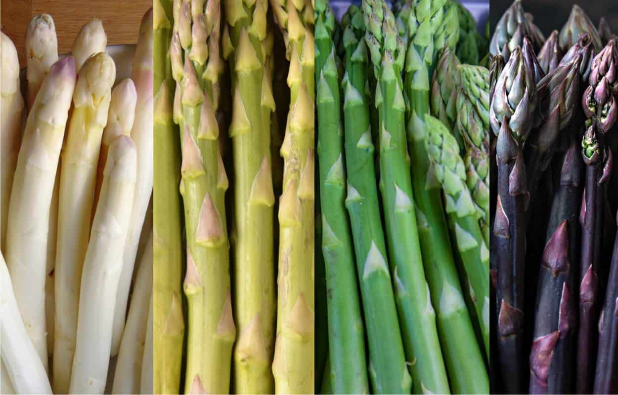 varietà asparago