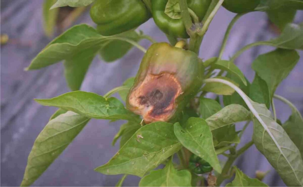 marciume apicale del peperone