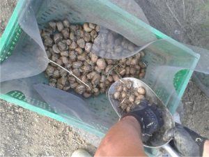 cesta con lumache da carne